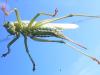 Tettigonia viridissima